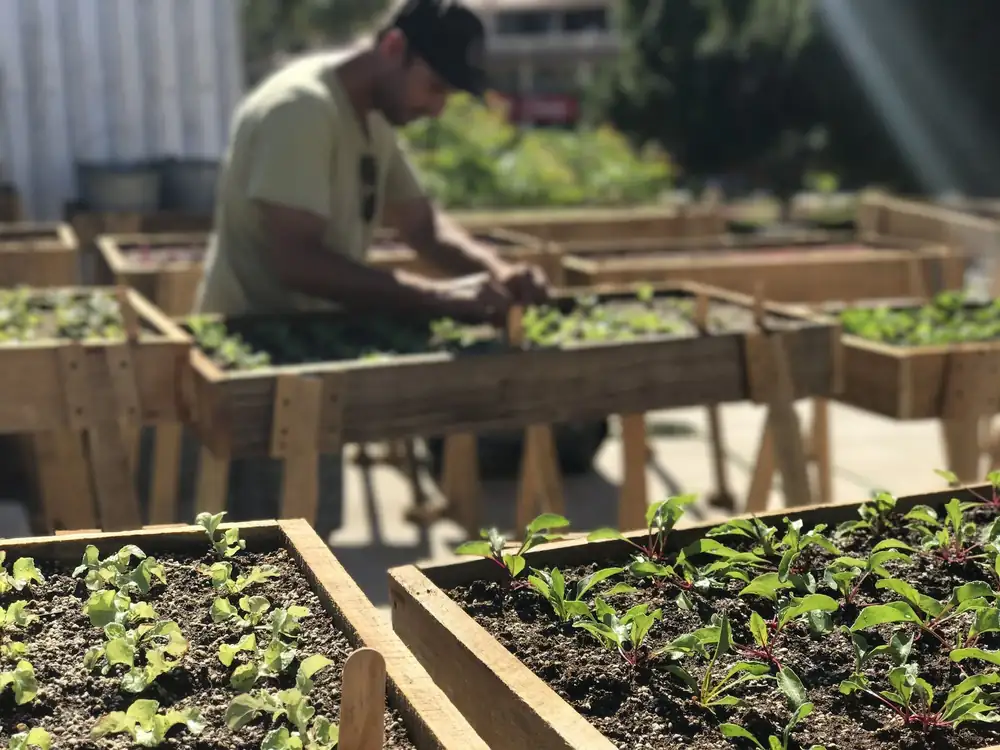 Rooftop garden at Outpost Cabo